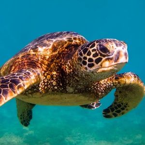 Meet your Posher, Adele